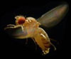 Enlarged view: Fruit Fly