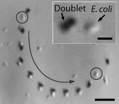 Fluidic trapping and transport of an E. coli bacterium using microvortices generated by a rotating doublet (self-assembled magnetic particles)