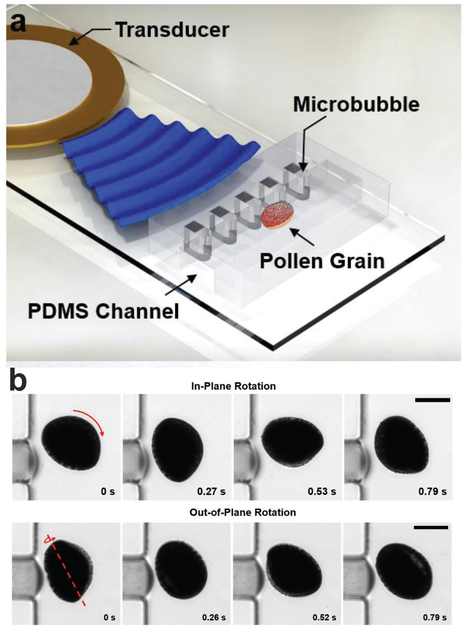 Enlarged view: Fig 3. (a) A schematic showing the acoustofluidic manipulation system for the lily pollen grain. (b) Image sequence of the in-plane and out-of-plane rotation of a pollen grain.