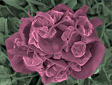 Berna Özkale: Cobalt rose in a field of polypyrrole: Cobalt-polypyrrole nanocomposite was fabricated by electrochemical methods on a gold surface.